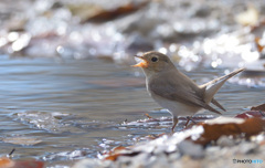 本日のニシオジロビタキ