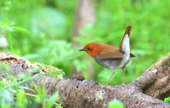 コマドリくんⅤ