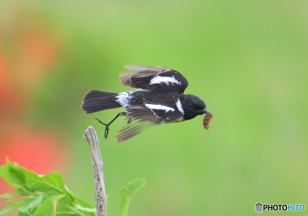 6月のノビタキ君⑦