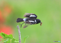 6月のノビタキ君⑦