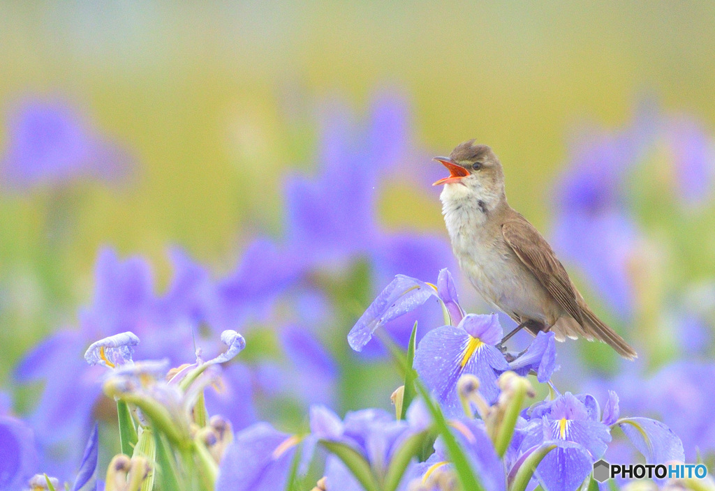 菖蒲にオオヨシキリ㊸