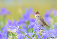 菖蒲にオオヨシキリ㊸