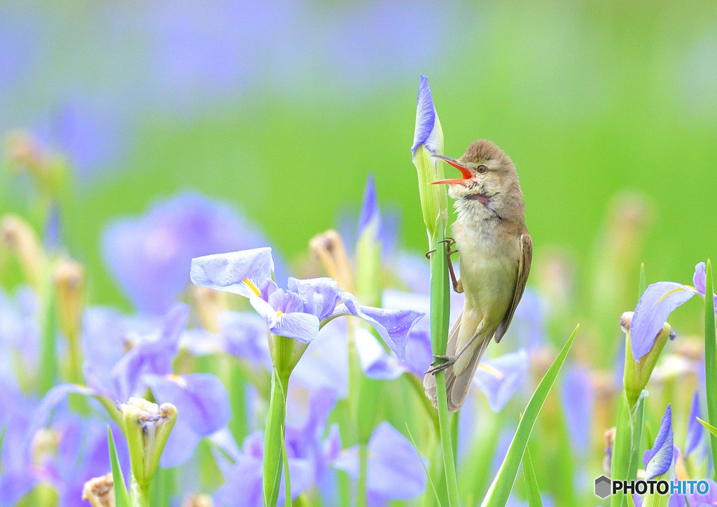 花菖蒲にオオヨシキリ㉓
