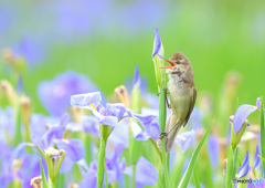 花菖蒲にオオヨシキリ㉓