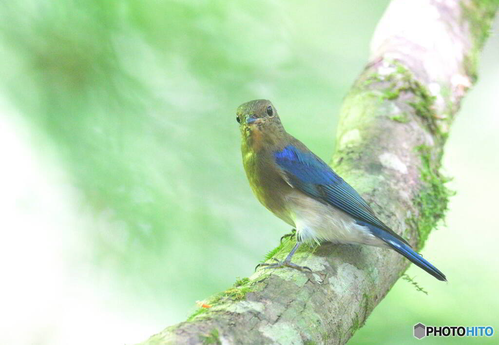 カメラ目線のオオルリ若♂