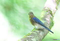 カメラ目線のオオルリ若♂