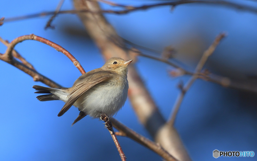 ニシオジロビタキ2020⑤