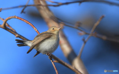 ニシオジロビタキ2020⑤