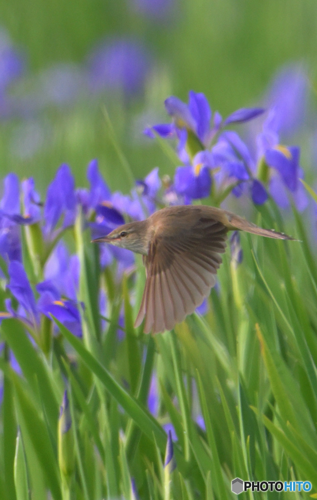 オクラレルカにオオヨシキリ㉗