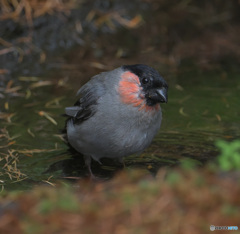 五合目のウソ♂③