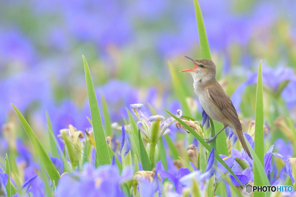 菖蒲にオオヨシキリ⑲