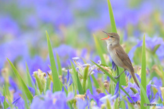 菖蒲にオオヨシキリ⑲