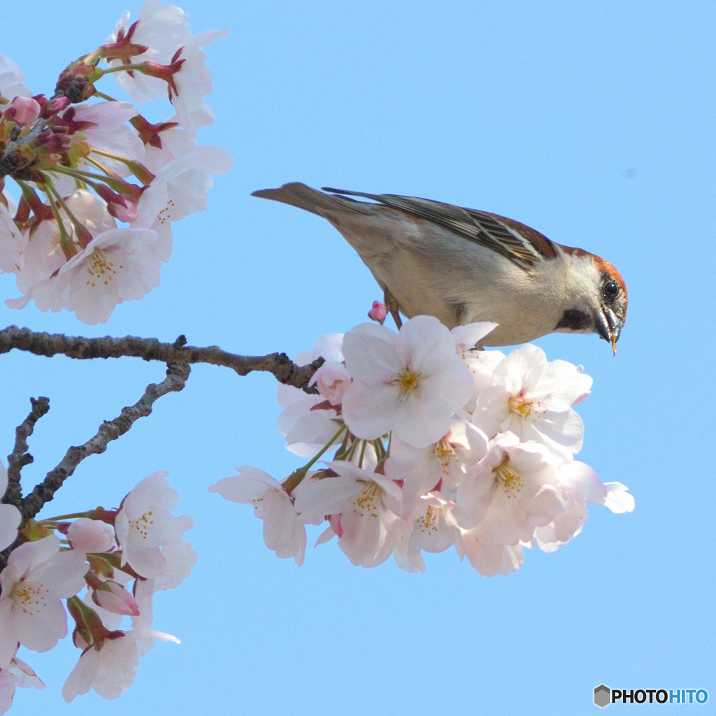 桜とニュウナイ君