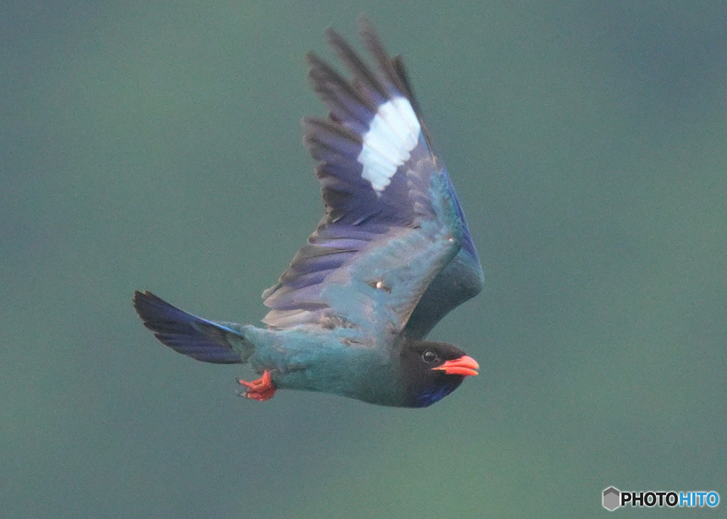 ブッポウソウ56