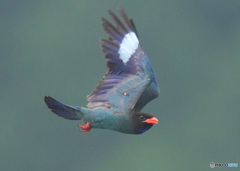 ブッポウソウ56