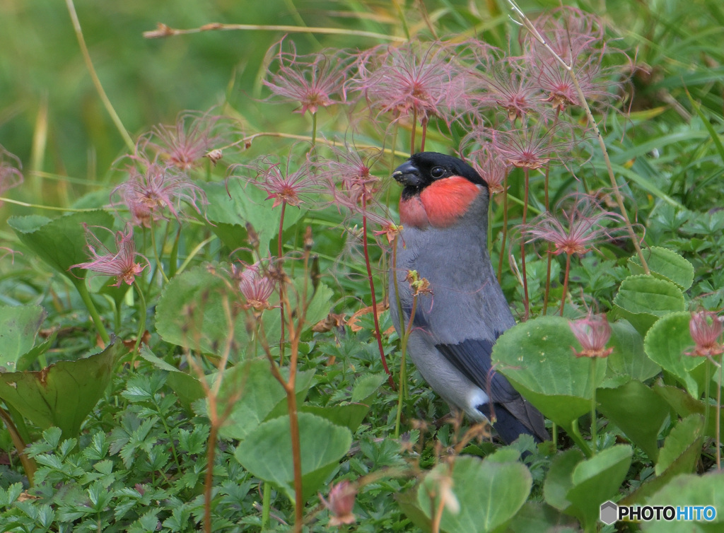 チングルマにウソ♂⑤