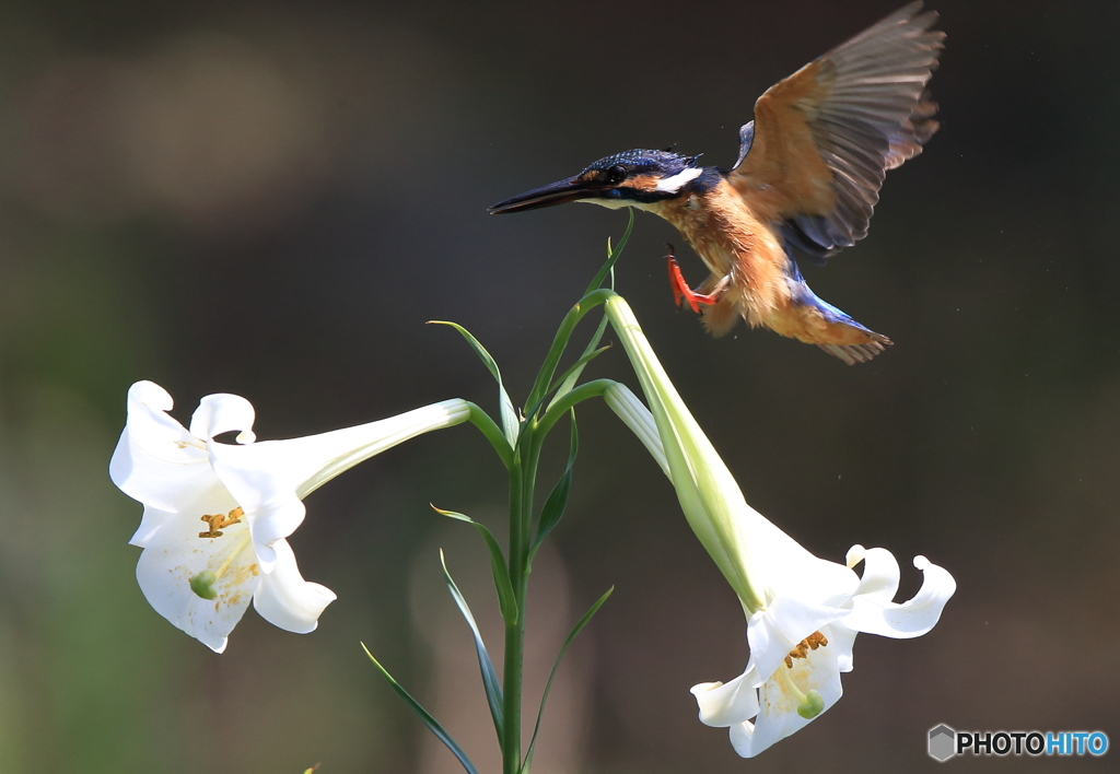 百合にタッチダウン