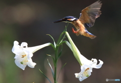 百合にタッチダウン
