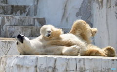シロクマの寝相