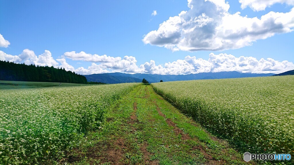 青空に蕎麦畑