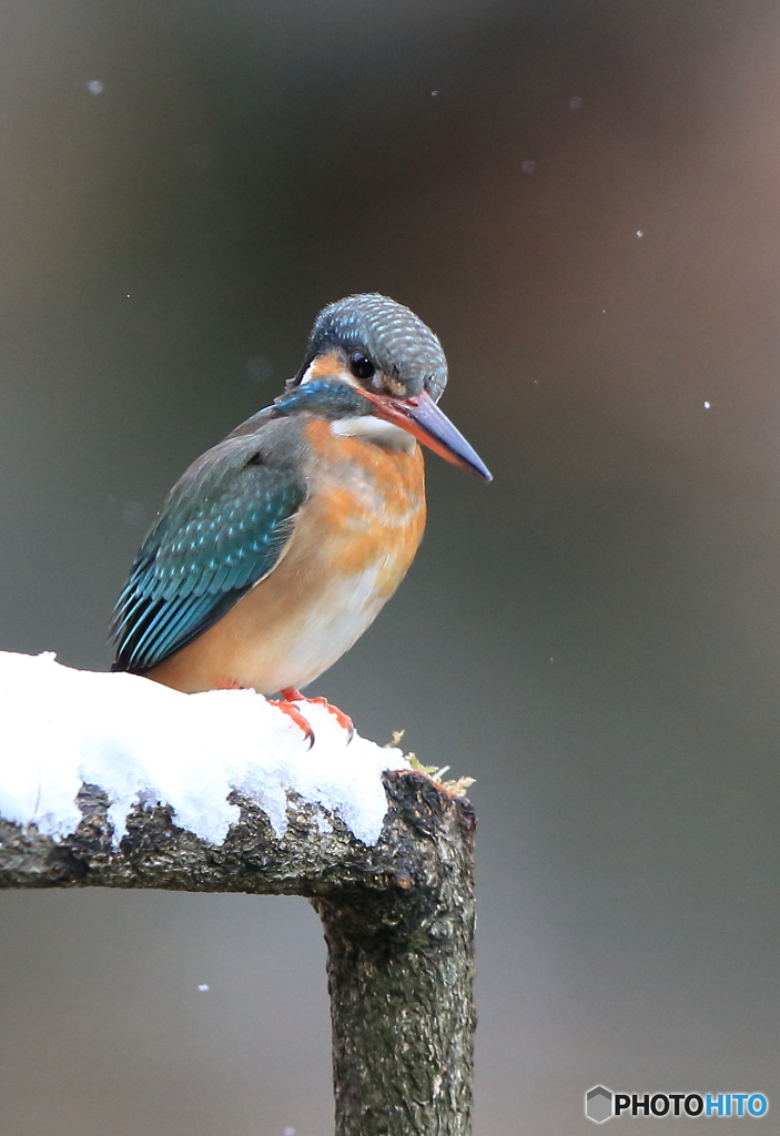 雪の中のカワ子ちゃん