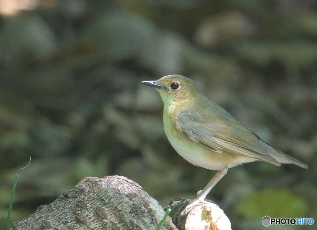 コルリ♀