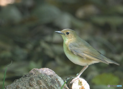 コルリ♀