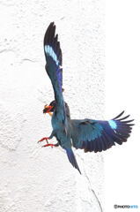 ブッポウソウ2019②