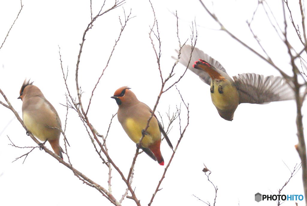 ヒレンジャクのスリーカード