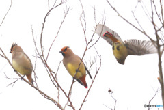 ヒレンジャクのスリーカード