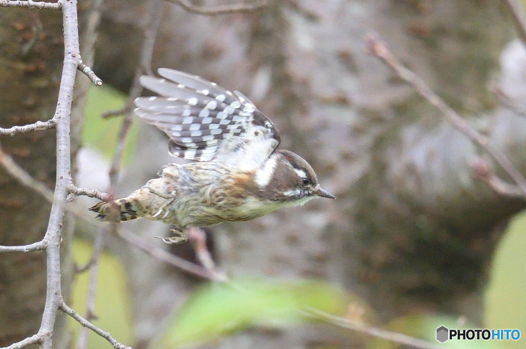 本日のコゲラさん