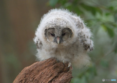 フクロウのヒナD