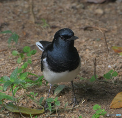香港のシキチョウ