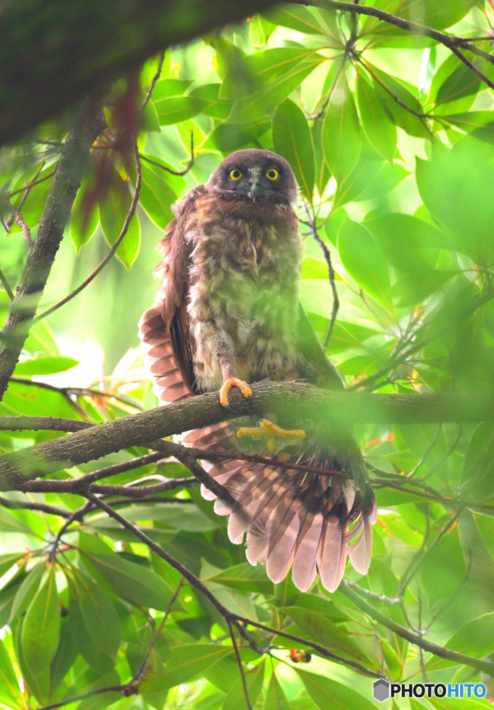 羽根を伸ばすアオバズクの幼鳥