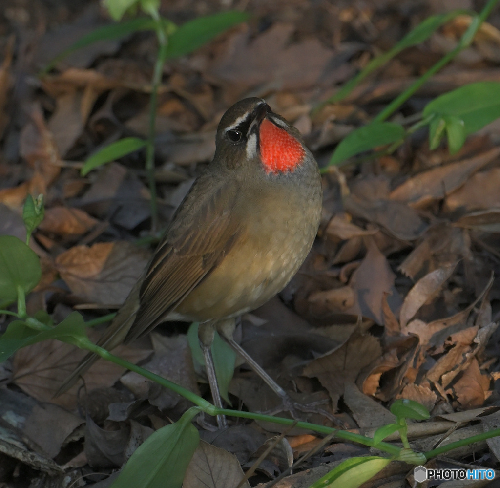 在庫のノゴマ君④
