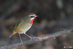 ノゴマ２０２１③