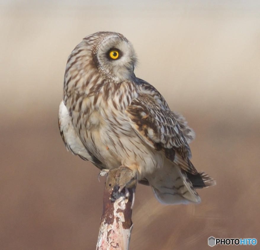 ネズミをゲット