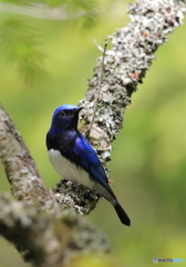 本日の青い鳥 本日の青い鳥