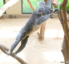 コアラ・じゃんぷ！Ⅱ