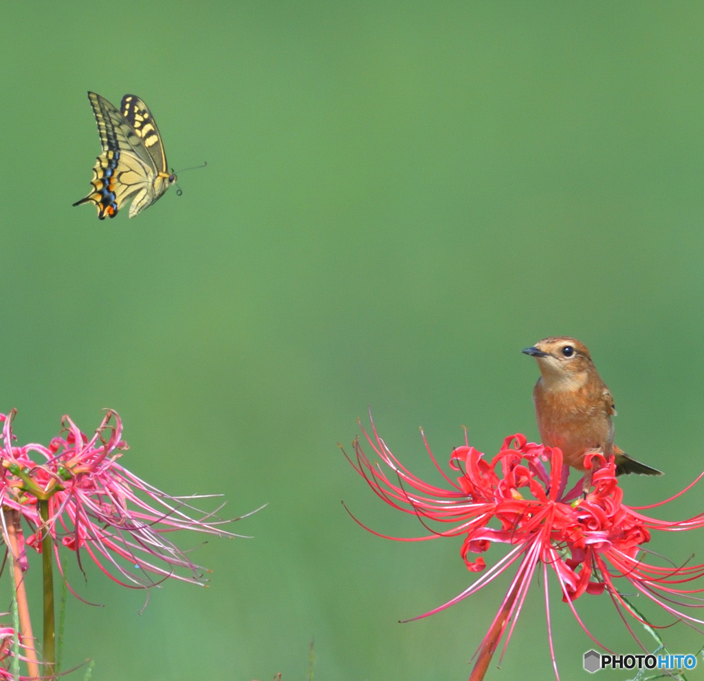 アゲハチョウとノビタキⅡ