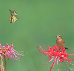 アゲハチョウとノビタキⅡ
