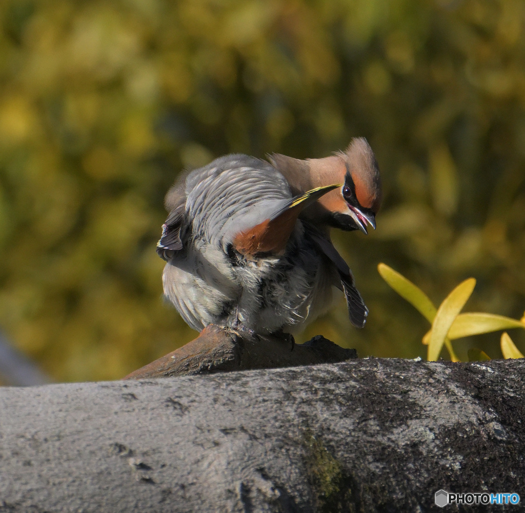 見返りキレンジャク