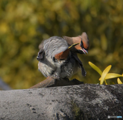 見返りキレンジャク