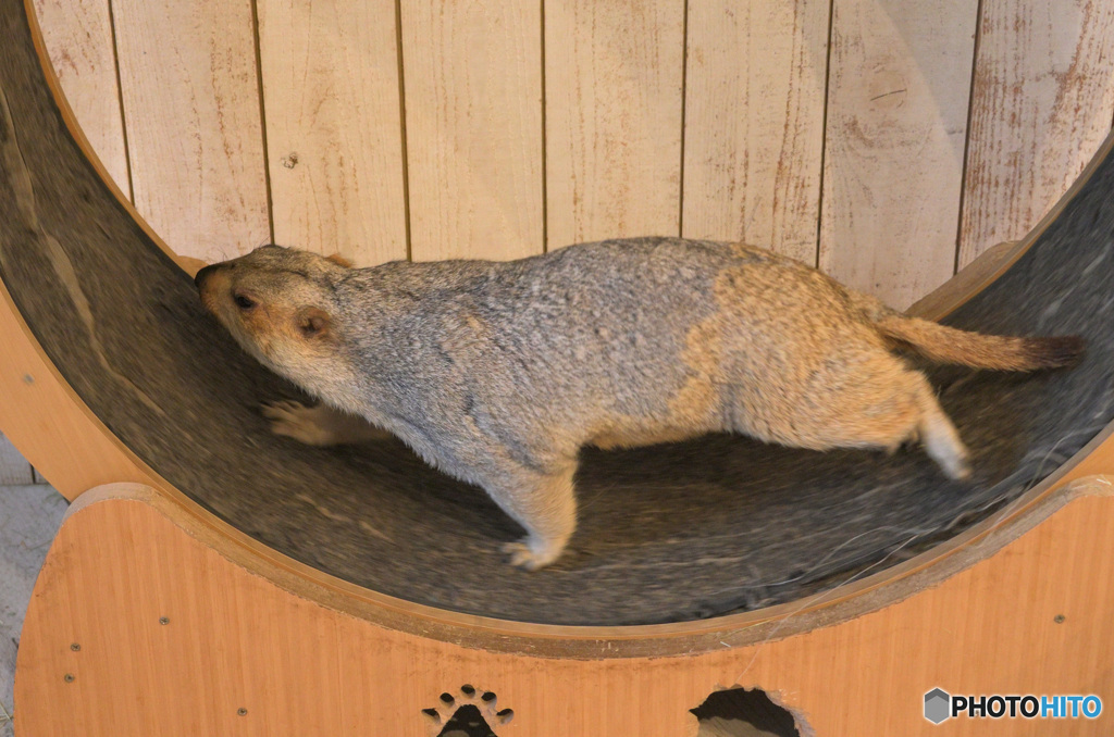 マーモットさん⑩