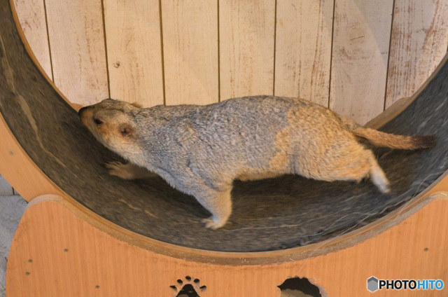 マーモットさん⑩