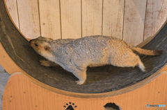 マーモットさん⑩ マーモットさん⑩