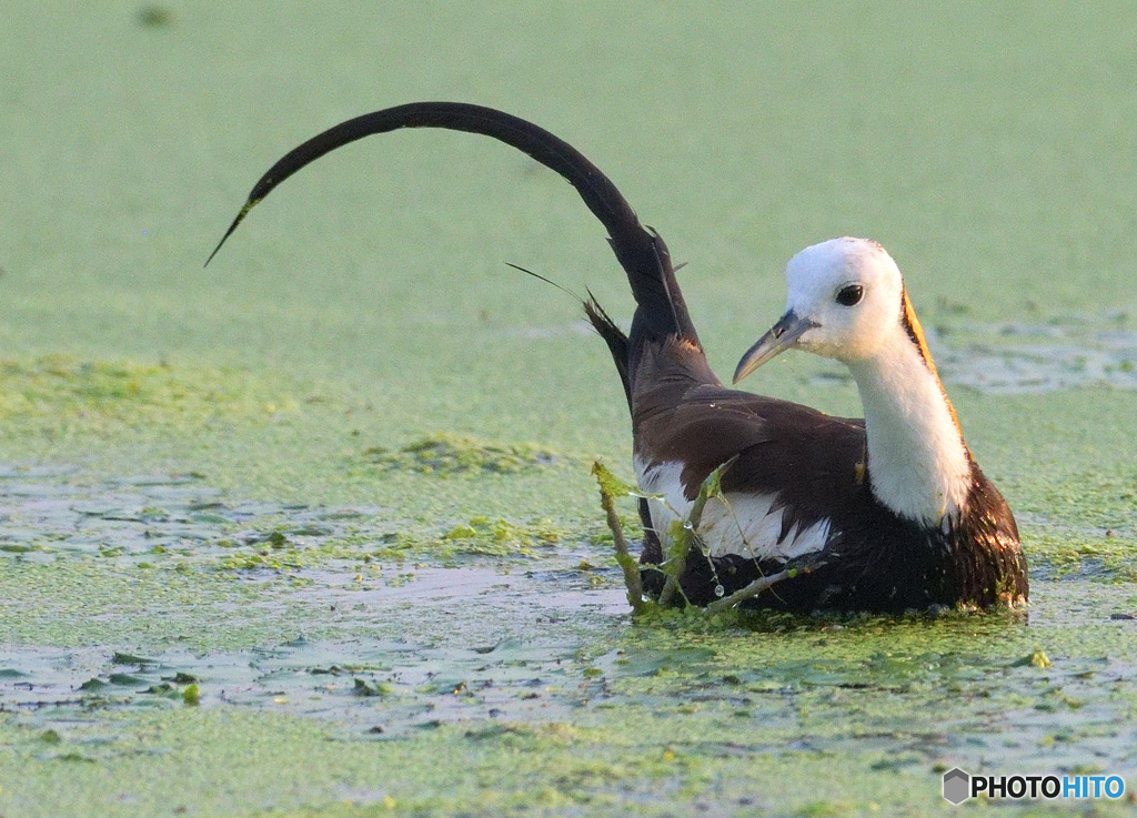 見返りレンカクさん