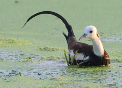 見返りレンカクさん
