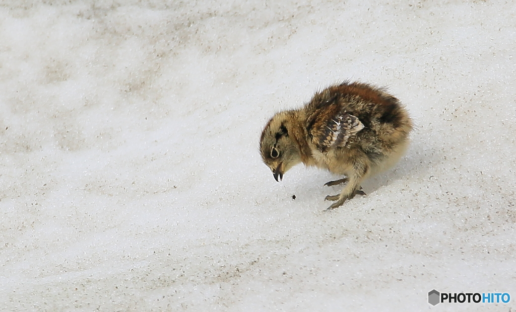 残雪の上のヒナ