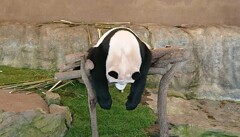 電源オフのパンダさん(^_^;)